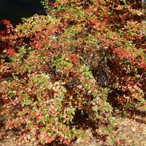 Кизильник обыкновенный